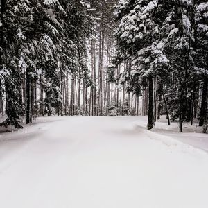 Snow covered trees in forest