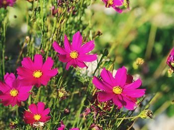 Close-up of pink flowers blooming outdoors