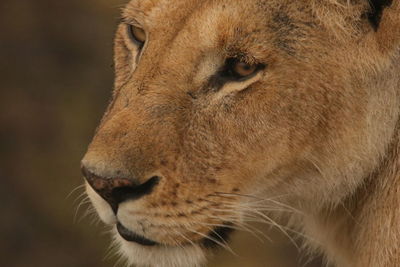 Close-up of lion