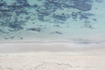 High angle view of a turtle in sea