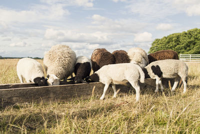 Sheep feeding in trough at farm against sky