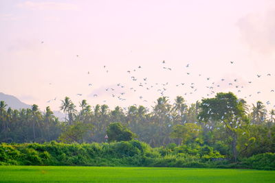 Flock of birds flying in the sky