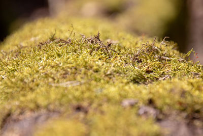 Close-up of moss growing on field