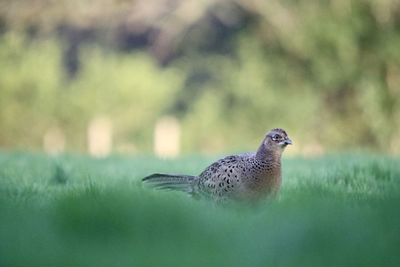 Close-up of a bird on field