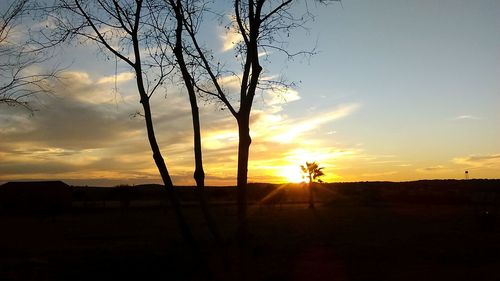 Silhouette of trees on landscape at sunset