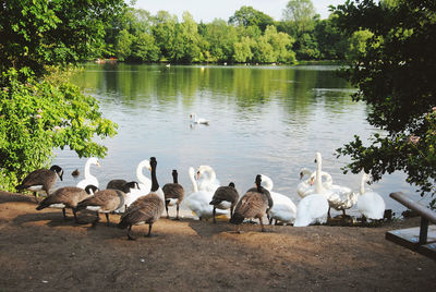 Swans and canada geese at lakeshore