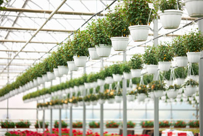 Potted plants in greenhouse