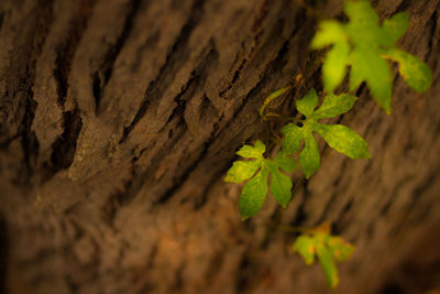 Close-up of plant