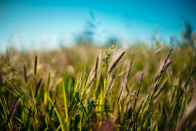 Close-up of wheat growing on field against sky