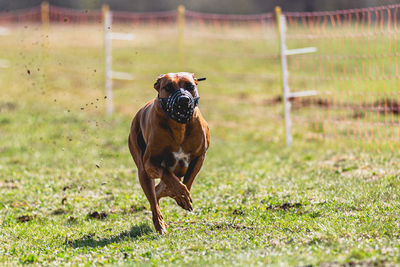 Dog running straight on camera and chasing coursing lure on green field