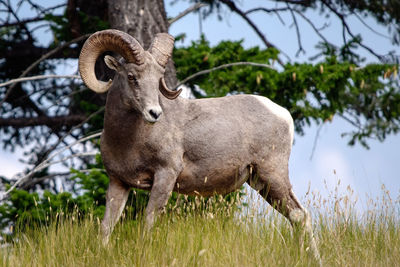 Portrait of sheep standing in field