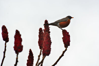 Bird perching on branch against sky