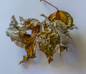 Close-up of dry leaves on white background
