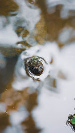Close-up of water and turtle