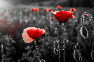 Close-up of red poppy flowers