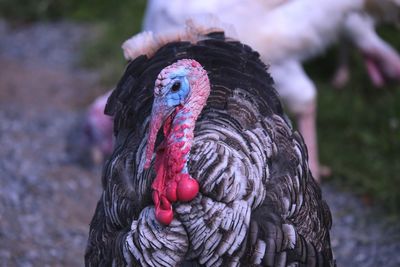 Close-up of turkey