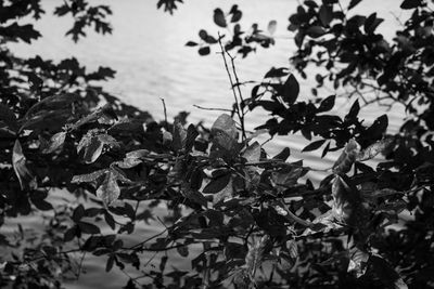 Close-up of leaves on plant against sky