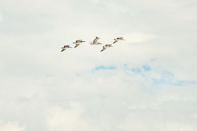 Low angle view of birds flying in sky