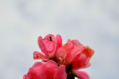 Close-up of pink flower against sky