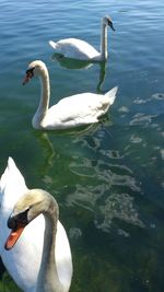 Swan floating on lake