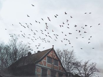 Flock of birds flying over house against sky