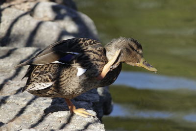 Close-up of bird perching outdoors