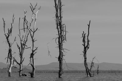 Bare trees on beach against sky