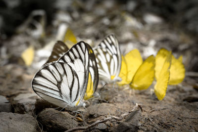 Close-up of butterfly on yellow flower