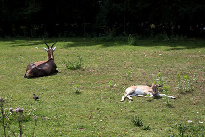 Deer in a field