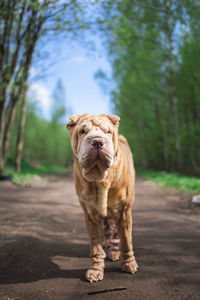 View of a dog on footpath