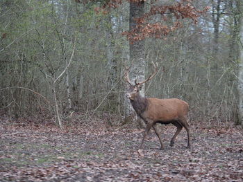 Deer in forest