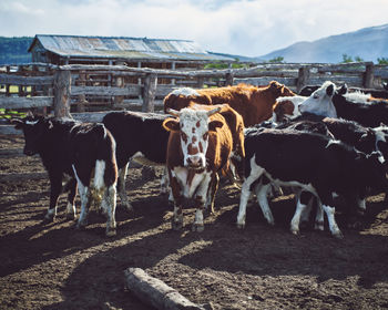 Cows standing in a field in chilean patagonia