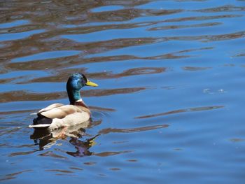 Closeup of a mallard swimming in lake