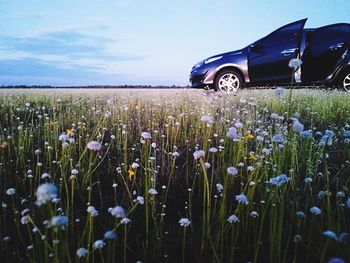 View of flowering plants on field