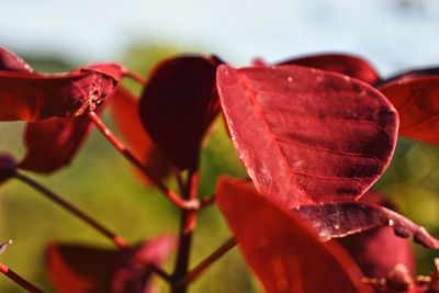 Close-up of red flower