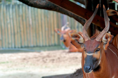 Close-up of horse