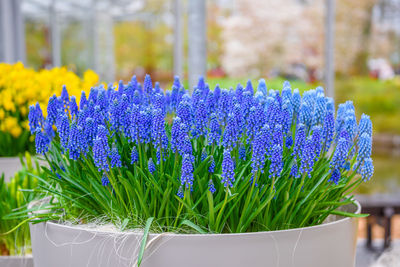 Close-up of purple flowering plants