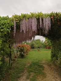 View of flowering plants on land against sky