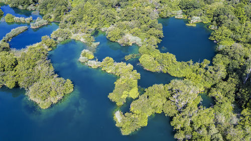 High angle view of plants by lake