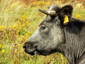 Domestic cattle on field