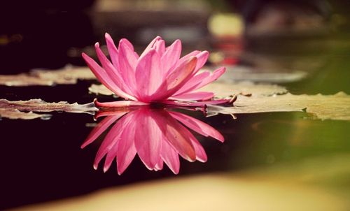 Close-up of pink flower blooming