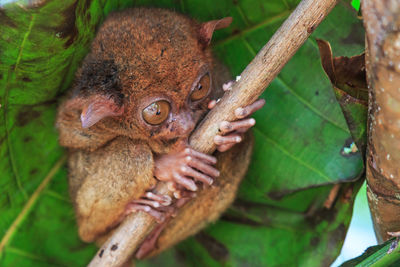 Close-up of tarsier resting on branch