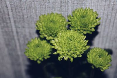 Close-up of green plant