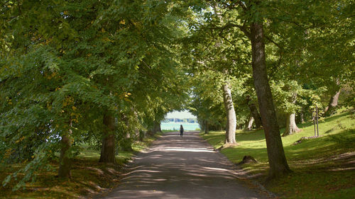 Empty road amidst trees in forest