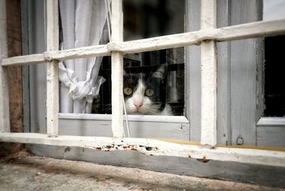 Close-up of cat looking through window