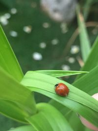 Close-up of ladybug on leaf