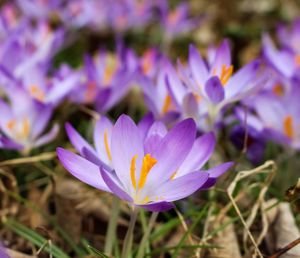 Close-up of purple flower