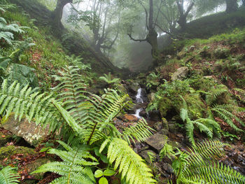 Scenic view of waterfall