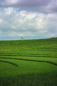 Scenic view of agricultural field against sky