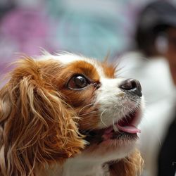 Close-up of dog looking away